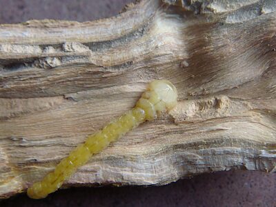 Melobasis sp. Broad green, PL5857, larva, in Correa glabra var. turnbullii (PJL 3712) dead stem, SL, photo by A.M.P. Stolarski